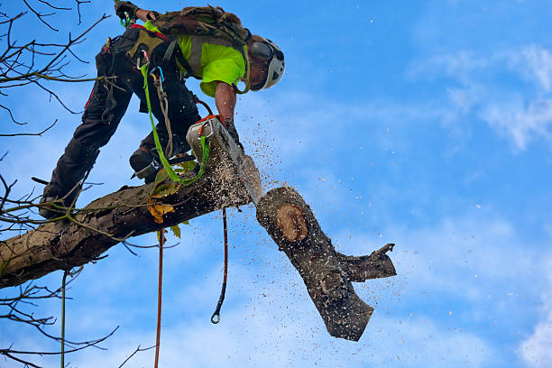 Best Root Management and Removal  in Nassau Bay, TX